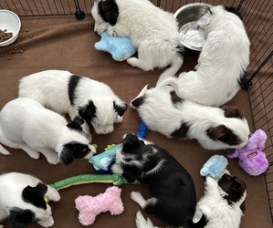 Border Collie-Yorkshire Terrier Mix Litter for sale in CENTENNIAL, CO, USA