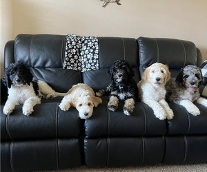 Bernedoodle Litter for sale in DALLAS, OR, USA