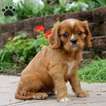 Small Photo #1 Cavalier King Charles Spaniel Puppy For Sale in KILLINGER, PA, USA