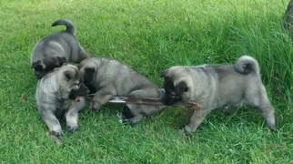 Norwegian Elkhound Litter for sale in CLINTONVILLE, WI, USA