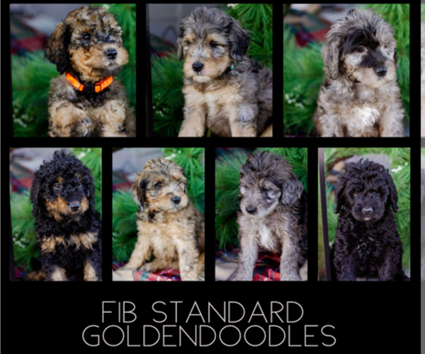 Medium Photo #1 Goldendoodle Puppy For Sale in CASTLE ROCK, CO, USA