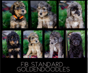 Goldendoodle Litter for sale in CASTLE ROCK, CO, USA
