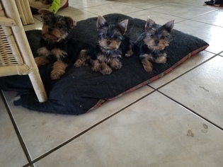 Yorkshire Terrier Litter for sale in CAPE CORAL, FL, USA