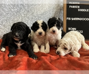 Medium Poodle (Miniature)-Sheepadoodle Mix