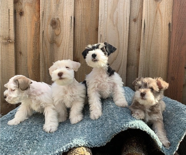 Medium Photo #1 Schnauzer (Miniature) Puppy For Sale in FAIRFIELD, CA, USA