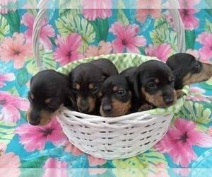 Dachshund Litter for sale in COTTONDALE, FL, USA