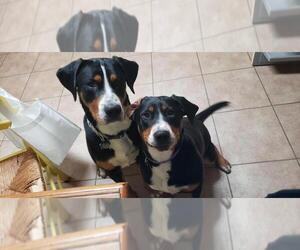 Greater Swiss Mountain Dog Litter for sale in HOLBROOK, MA, USA