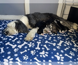 Sheepadoodle Litter for sale in GREENEVILLE, TN, USA