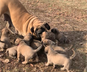 Mastiff Litter for sale in WINSLOW, IN, USA