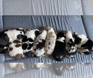 Border Collie Litter for sale in TRACY, CA, USA