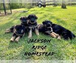 Small Photo #1 German Shepherd Dog Puppy For Sale in COTTONDALE, FL, USA