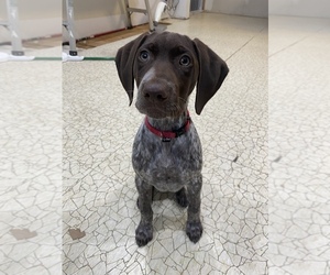 German Shorthaired Pointer Litter for sale in RIVERVIEW, MI, USA