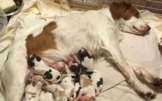 Brittany Litter for sale in LIMA, OH, USA