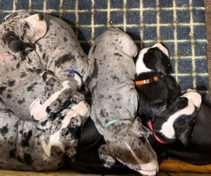 Great Dane Litter for sale in BLAIR, NE, USA