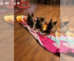 Small Photo #1 Belgian Malinois Puppy For Sale in NEW ORLEANS, LA, USA