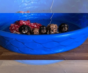 Cavalier King Charles Spaniel Litter for sale in WELLSVILLE, OH, USA