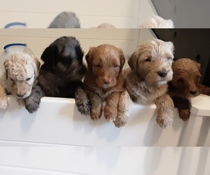 Labradoodle Litter for sale in OLD TOWN, FL, USA
