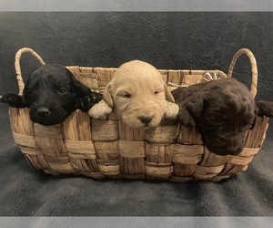 Labradoodle Litter for sale in SNOW CAMP, NC, USA