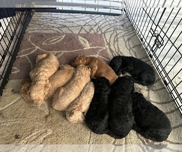 Medium Photo #1 Poodle (Standard) Puppy For Sale in EVANS, CO, USA