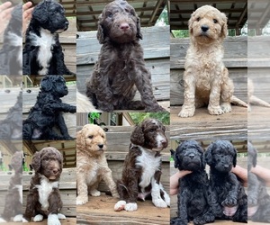 Goldendoodle Litter for sale in TAYLORSVILLE, NC, USA