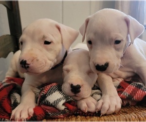 Dogo Argentino Litter for sale in MULBERRY, FL, USA