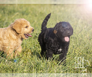 Labradoodle Litter for sale in ELLENBORO, NC, USA
