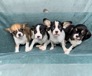 Cavalier King Charles Spaniel-French Bulldog Mix Litter for sale in WEST POINT, VA, USA