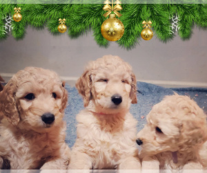 Goldendoodle Litter for sale in BILTMORE LAKE, NC, USA