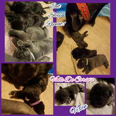 Cane Corso Litter for sale in IMPERIAL, MO, USA