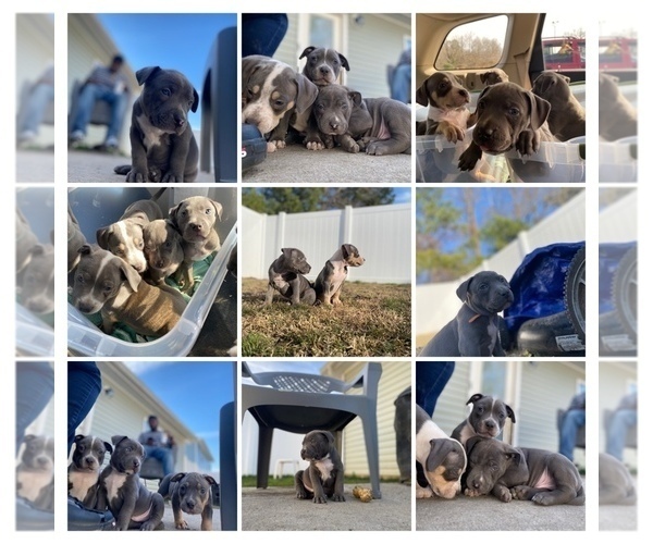 Medium Photo #1 American Bully Puppy For Sale in CLINTON, NC, USA