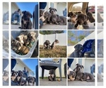 Small Photo #1 American Bully Puppy For Sale in CLINTON, NC, USA