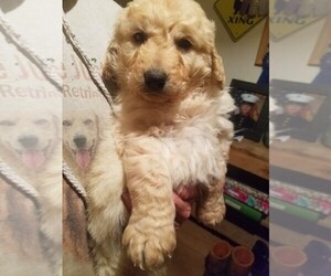 Goldendoodle Litter for sale in WEST BROOKFIELD, MA, USA