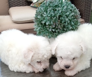 Bichon Frise Litter for sale in TORONTO, OH, USA