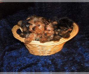 Yorkshire Terrier Litter for sale in WARRENSBURG, MO, USA