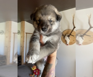 Alaskan Husky-Alaskan Malamute Mix Litter for sale in YAKIMA, WA, USA