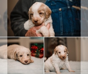 Labradoodle Litter for sale in CISCO, TX, USA