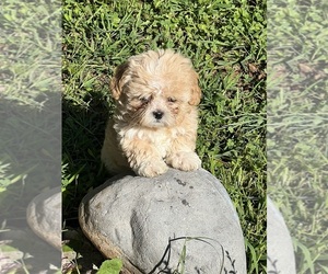 ShihPoo Litter for sale in TRAVELERS REST, SC, USA
