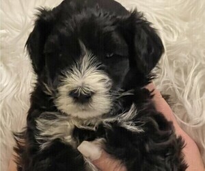 Portuguese Water Dog Litter for sale in WOODSTOCK, GA, USA