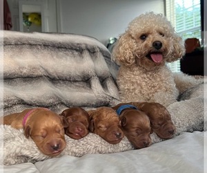 Goldendoodle (Miniature) Litter for sale in HAGERSTOWN, MD, USA