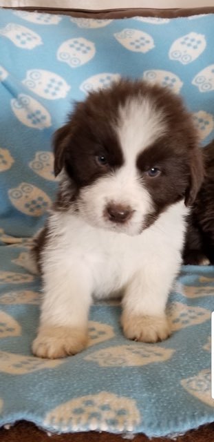 Medium Photo #1 Newfoundland Puppy For Sale in OLLIE, IA, USA