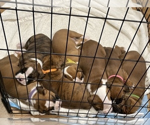 Boxer Litter for sale in INDIAN TRAIL, NC, USA