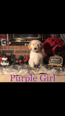 Goldendoodle Litter for sale in AMARILLO, TX, USA