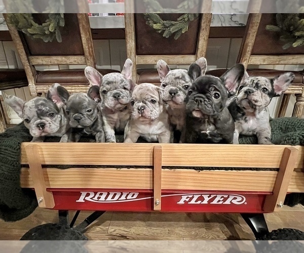 Medium Photo #1 French Bulldog Puppy For Sale in VALLEY SPRINGS, CA, USA