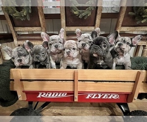 French Bulldog Litter for sale in VALLEY SPRINGS, CA, USA