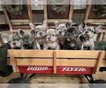 Small Photo #1 French Bulldog Puppy For Sale in VALLEY SPRINGS, CA, USA
