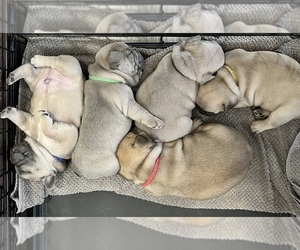 French Bulldog Litter for sale in MCKINNEY, TX, USA