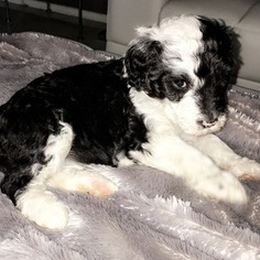 Sheepadoodle Litter for sale in AUSTIN, TX, USA