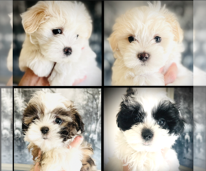 Maltese Litter for sale in PROVIDENCE VILLAGE, TX, USA