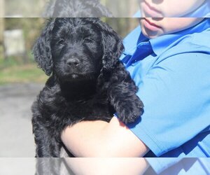 Goldendoodle Litter for sale in JOHNSON CITY, TN, USA