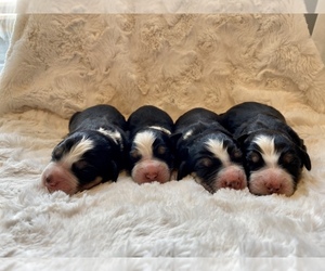 Bernedoodle Litter for sale in GREAT FALLS, MT, USA